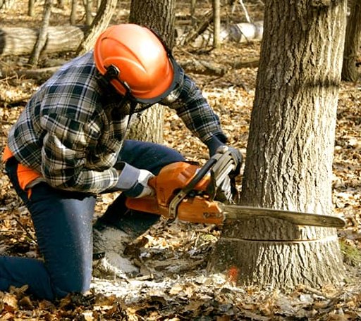 Tree Removal in Gaylord, KS
